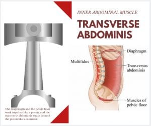 transverse abdominis and pelvic floor