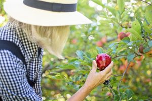 woman picking apple -Pennsylvania fun fall favorites 