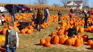 pumpkin patch