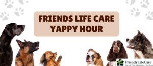 dogs cats happy hour for pets yappy hour