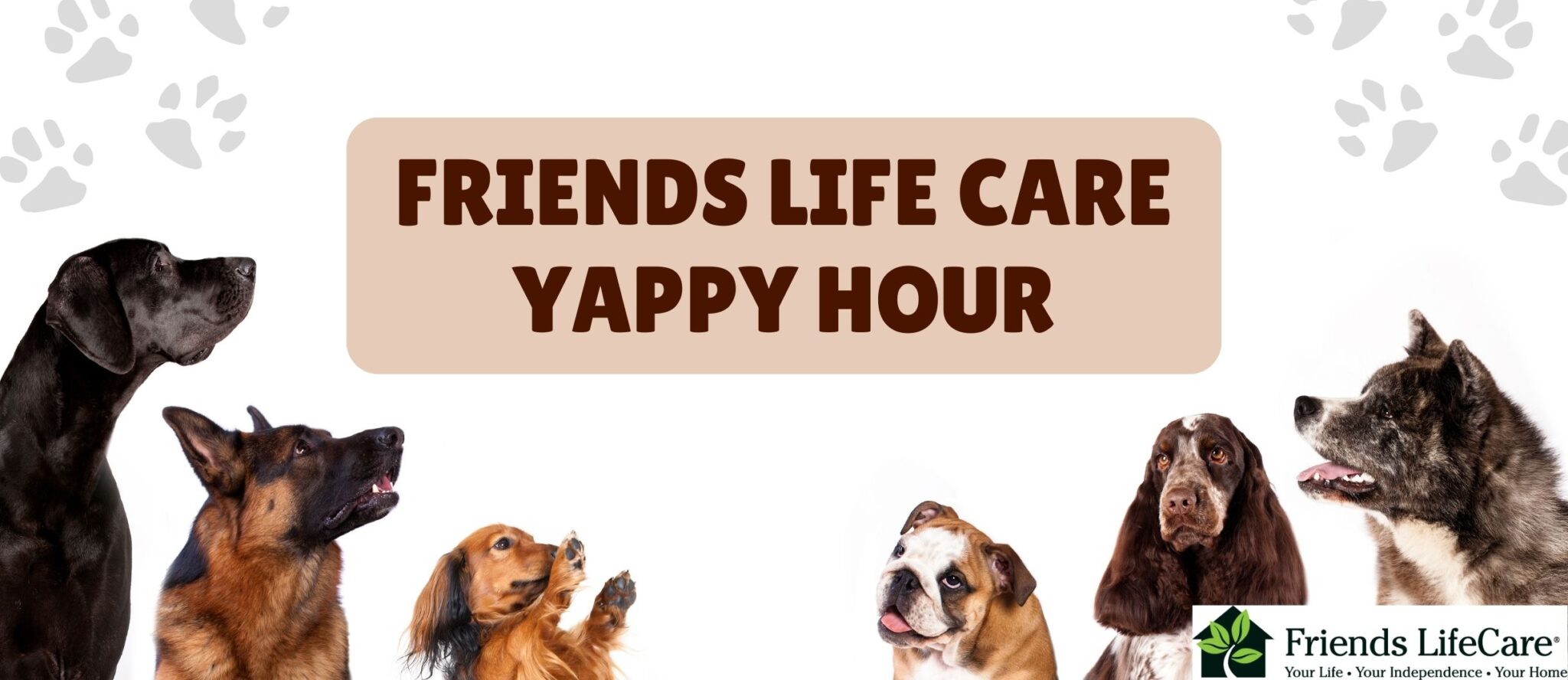 dogs cats happy hour for pets yappy hour