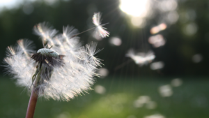 dandelion blowing in wind