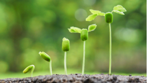 seedlings growing and getting bigger